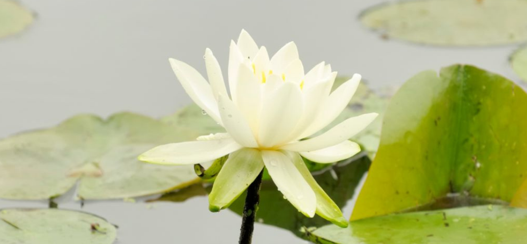 nlp-coaching-foto